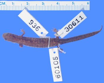 Media type: image; Herpetology A-30611